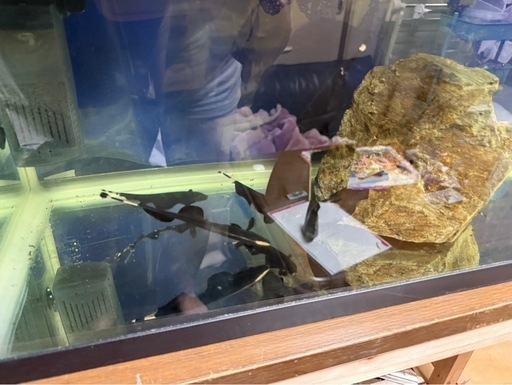 取引中
熱帯魚 