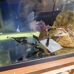 熱帯魚
の画像