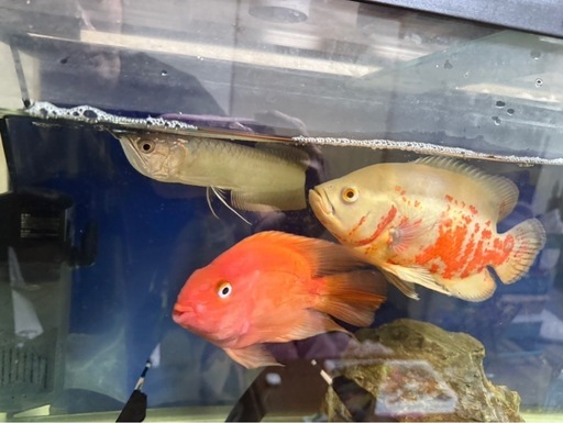 取引中
熱帯魚 