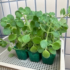 【自宅引取り限定】アロマティカス　挿し穂の画像