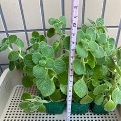【自宅引取り限定】アロマティカス　挿し穂の画像