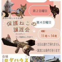 生後3ヶ月位　白猫子猫【7月27日(日曜日)　🌟久留米市野中町ログハウス🌟譲渡会🌟】 - 里親募集
