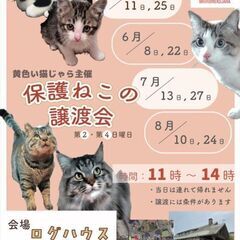 生後3ヶ月位　白猫子猫【7月27日(日曜日)　🌟久留米市野中町ログハウス🌟譲渡会🌟】 − 福岡県