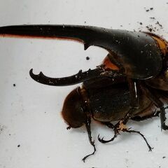 ヘラクレスオオカブト幼虫の画像