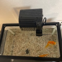 金魚　きんぎょ飼育セット　　の画像
