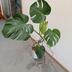 ランキングキーワードに紐づく投稿画像-観葉植物