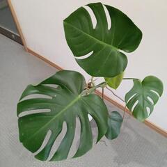 モンステラ　観葉植物の画像