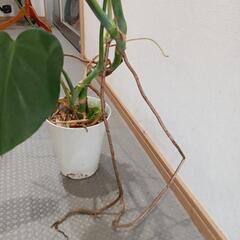 モンステラ　観葉植物の画像