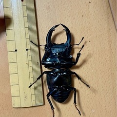 オオクワガタ♂70ミリの画像