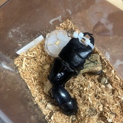 世子スマトラ　2令幼虫　2匹の画像