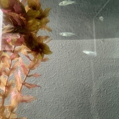 MIXメダカ稚魚の画像