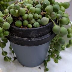 多肉植物/グリーンネックレスの画像