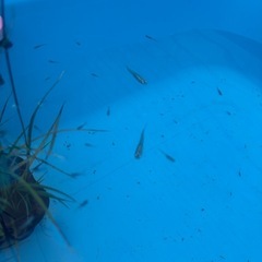 深海メダカ針子の画像