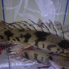 ヒレ長エンドリケリー33cm±の画像