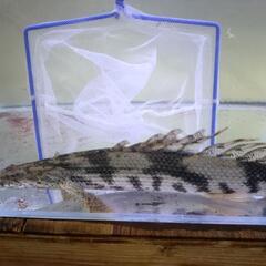 ヒレ長エンドリケリー33cm±の画像