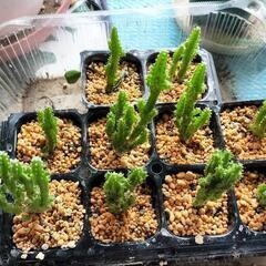 電磁波サボテンセレウス②🌵チビ苗1つの画像