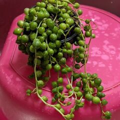 多肉植物/グリーンネックレスの画像