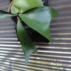 ビカクシダ　エリシーの画像