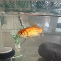 元気な金魚の画像