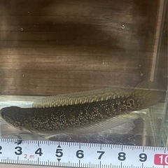 売約済　コウタイレッドギャラクシー　の画像