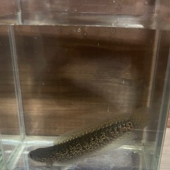 売約済　コウタイレッドギャラクシー　の画像