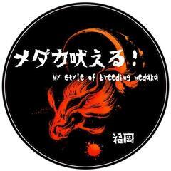 （決まりました😊）【メダカ】超🉐‼️デビル＆グラディオ 卵セット超大量‼️ の画像