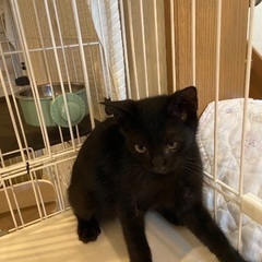 美人な黒猫ちゃん　　女の子　　3か月