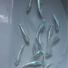 🐟メダカ・みゆき13〜15匹(画像全部)の画像