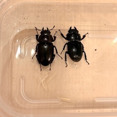 コクワガタ　♂　　の画像
