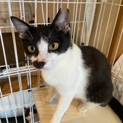 とっても優しい　女の子ねこです　1歳