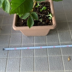無農薬栽培トゲ無しブラックベリー大きな苗木の画像