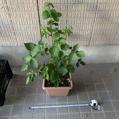 無農薬栽培トゲ無しブラックベリー大きな苗木の画像