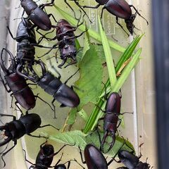 クワガタ・カブトムシ 　1匹～　の画像