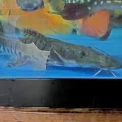 タイガーシャベル35cm±の画像