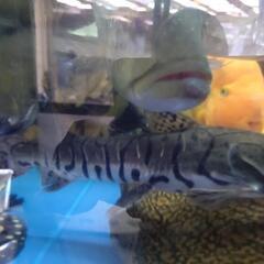 タイガーシャベル35cm±の画像