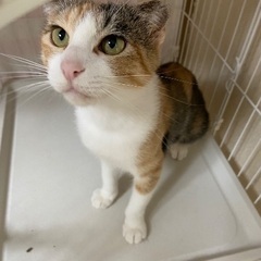 スコティッシュな三毛猫ちゃん