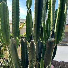 サボテン(ニョキニョキ伸びます)の画像