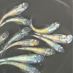 大輝メダカ　１５匹　の画像