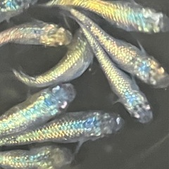 大輝メダカ　１５匹　の画像