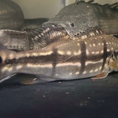 キクラテメンシス　熱帯魚　大型魚　水槽 の画像