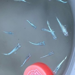 🐟メダカ・みゆき13〜15匹(画像全部)の画像