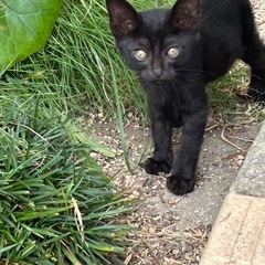 子猫