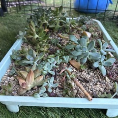多肉植物　観葉植物の画像