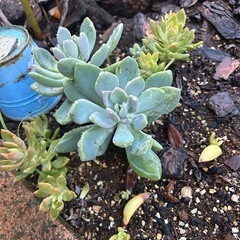 多肉植物　観葉植物の画像