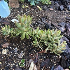 多肉植物　観葉植物の画像