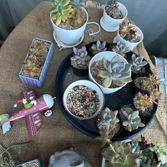 多肉植物　観葉植物の画像