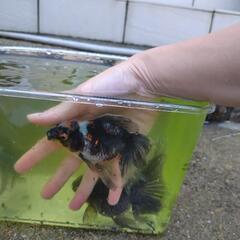 金魚　ローズテールオランダ　水槽の画像