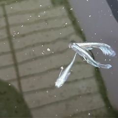 メダカ【マリアージュキッシングワイドフィンエメラルドフィン(エメキン)】稚魚10匹 の画像