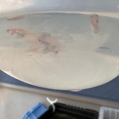 人気品種✨ ﾚｯﾄﾞｸﾘﾌ紅白稚魚の画像