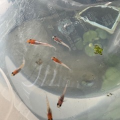 人気品種✨ ﾚｯﾄﾞｸﾘﾌ紅白稚魚の画像